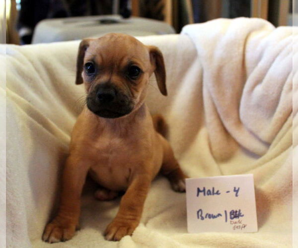 Medium Photo #3 Colonial Cocker Spaniel-Dachshund Mix Puppy For Sale in Imperial Beach, CA, USA