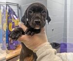 Small Labrador Retriever Mix