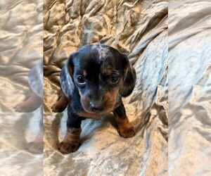 Dachshund Puppy for sale in ROWLEY, MA, USA