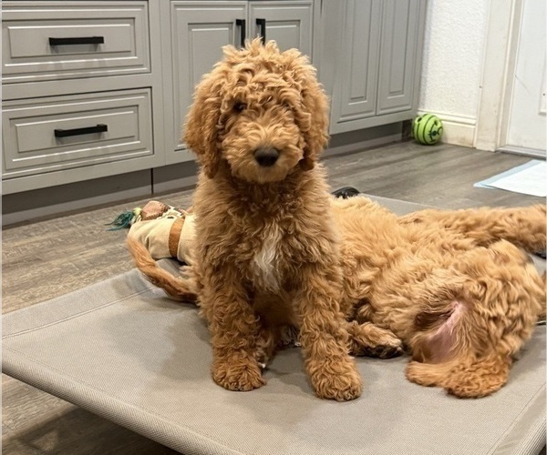 Medium Photo #8 Goldendoodle Puppy For Sale in OAKLAND, CA, USA
