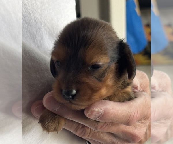 Medium Photo #5 Dachshund Puppy For Sale in FOUNTAIN, CO, USA