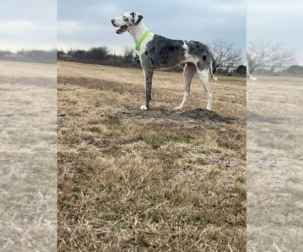 Medium Photo #3 Great Dane Puppy For Sale in Bullard, TX, USA