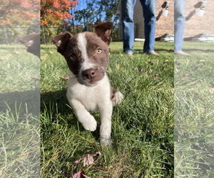 Huskies -Labrador Retriever Mix Dogs for adoption in Princeton, MN, USA