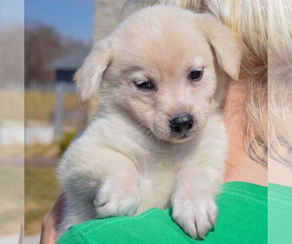 Medium Photo #5 Chihuahua-Unknown Mix Puppy For Sale in Huntley, IL, USA
