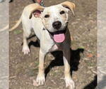 Small #1 Labrador Retriever Mix