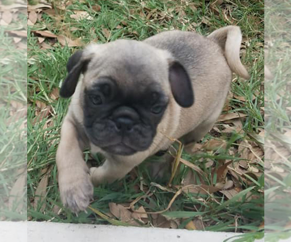 Medium Photo #3 Pug Puppy For Sale in ROUND ROCK, TX, USA