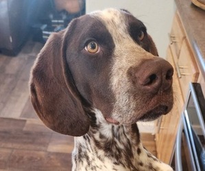 German Shorthaired Pointer Dogs for adoption in ELLICOTT, CO, USA