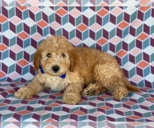 Miniature Labradoodle Puppy for sale in LANCASTER, PA, USA