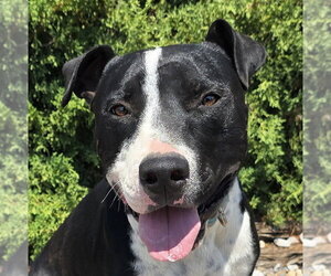 American Staffordshire Terrier Dogs for adoption in Albuquerque, NM, USA