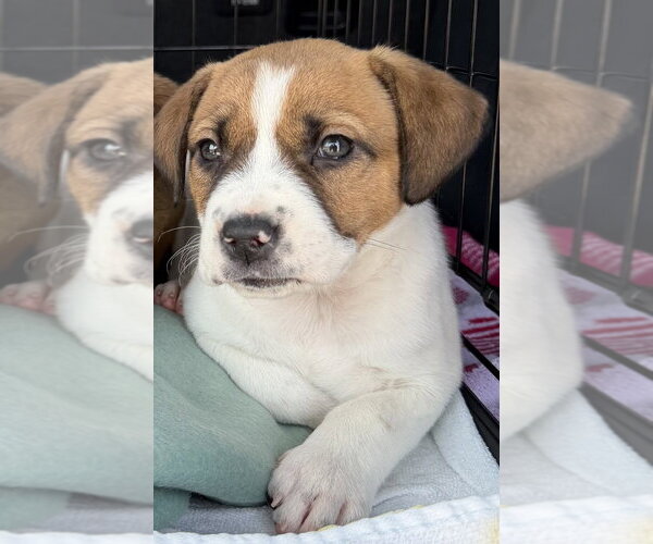 Medium Photo #3 Mutt Puppy For Sale in Mundelein, IL, USA