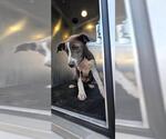 Small American Staffordshire Terrier Mix