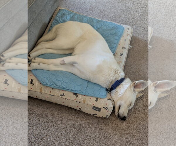 Medium Photo #3 Labrador Retriever-Unknown Mix Puppy For Sale in Plainfield, IL, USA