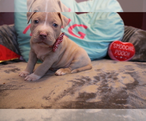 Medium Photo #1 American Bully Puppy For Sale in NORWALK, CT, USA