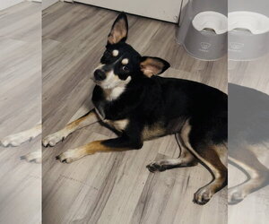 Siberian Husky-Unknown Mix Dogs for adoption in Miami, FL, USA