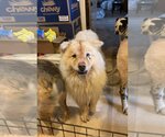 Small Photo #5 Chow Chow Puppy For Sale in Monterey, VA, USA