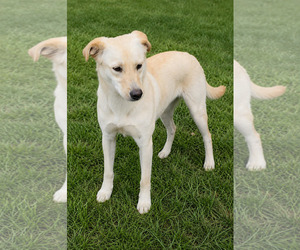 Labrador Retriever-Unknown Mix Dogs for adoption in Thomasville, NC, USA