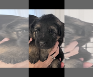 German Shepherd Dog Puppy for sale in SILVERTON, OR, USA