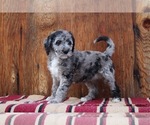 Puppy 3 Irish Wolfhound-Poodle (Standard) Mix
