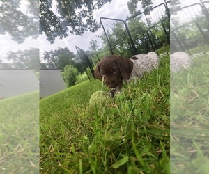 German Shorthaired Pointer Puppy for sale in LYONS, NY, USA