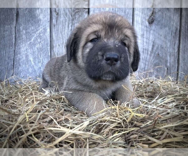 Medium Photo #4 Spanish Mastiff Puppy For Sale in SIGNAL MOUNTAIN, TN, USA
