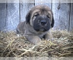 Small #3 Spanish Mastiff