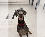 Small #4 Doberman Pinscher