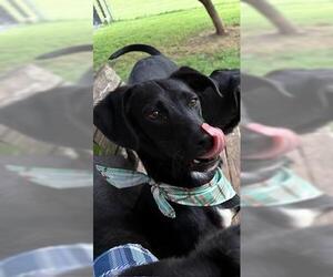 Labrador Retriever-Unknown Mix Dogs for adoption in Tulsa, OK, USA