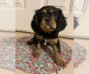 Cavalier King Charles Spaniel Puppy for Sale in FREDERICKSBURG, Texas USA