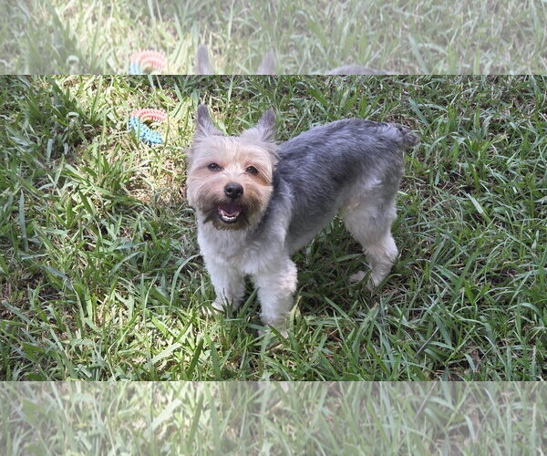 Medium Photo #2 Mutt Puppy For Sale in Spring, TX, USA