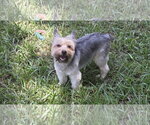 Small #1 Mutt