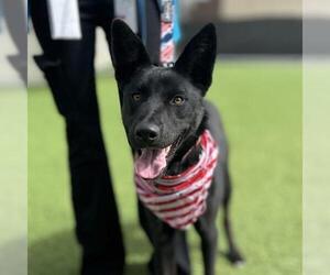 Border Collie Dogs for adoption in Camarillo, CA, USA