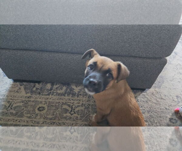 Medium Photo #1 Mutt Puppy For Sale in Fenton, MO, USA