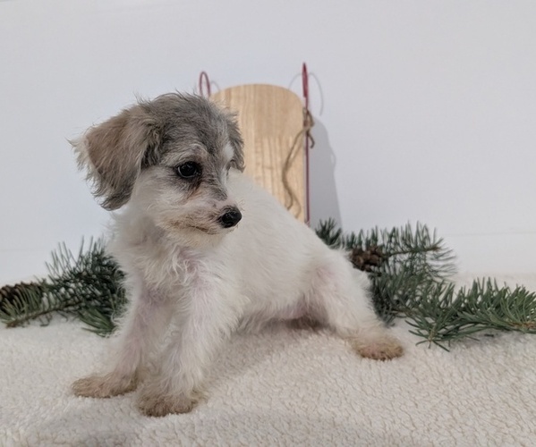 Medium Photo #5 Schnoodle (Miniature) Puppy For Sale in GOSHEN, IN, USA
