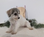 Small Photo #37 Schnoodle (Miniature) Puppy For Sale in GOSHEN, IN, USA