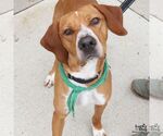 Small #9 Redbone Coonhound Mix