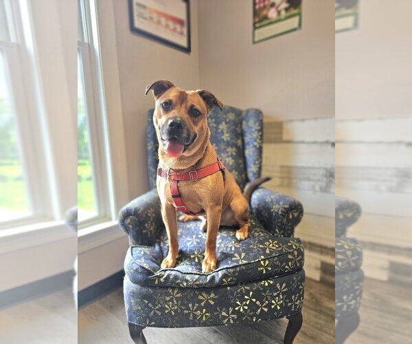 Medium Photo #17 Labrador Retriever-Unknown Mix Puppy For Sale in Brewster, NY, USA