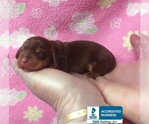 Dachshund Puppy for sale in WINNSBORO, LA, USA