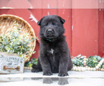 Puppy Sushi German Shepherd Dog