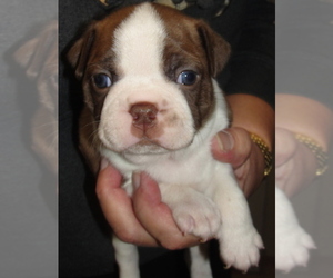 Boston Terrier Puppy for sale in CRKD RVR RNCH, OR, USA