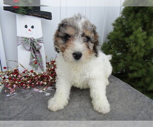 Saint Bernard Puppy for sale in FORT WAYNE, IN, USA