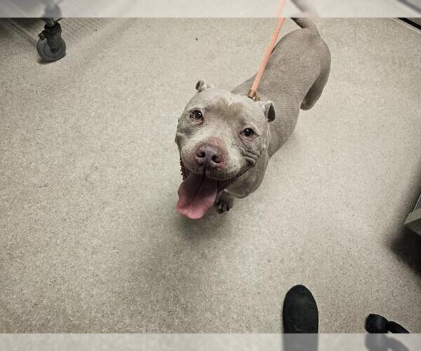 Medium Photo #1 Mutt Puppy For Sale in Bakersfield, CA, USA