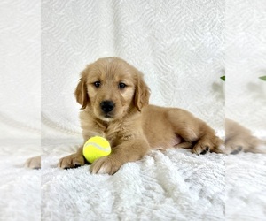 Golden Retriever Litter for sale in GREENFIELD, IN, USA