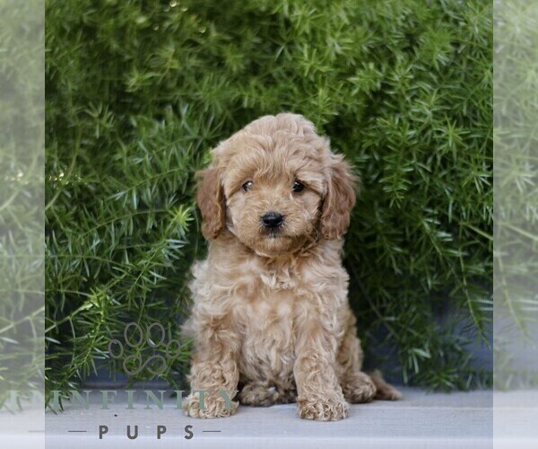 Medium Photo #4 Cavapoo Puppy For Sale in PARADISE, PA, USA