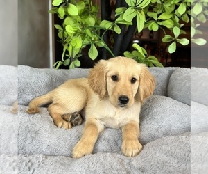Golden Retriever Puppy for sale in FRANKLIN, IN, USA