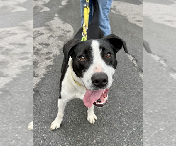 Medium Photo #19 Borador Puppy For Sale in Brewster, NY, USA