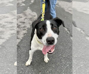 AC - Gumbo aka Gumby - Male Borador Dog for Adoption - Photo #19