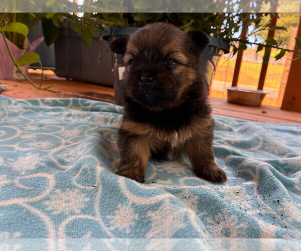 Medium Photo #1 Mutt Puppy For Sale in Pacolet, SC, USA