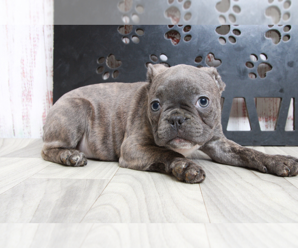Medium Photo #3 Faux Frenchbo Bulldog Puppy For Sale in MARIETTA, GA, USA