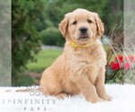 Small #5 Golden Retriever