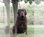 Small Photo #1 Labrador Retriever Puppy For Sale in SYRACUSE, IN, USA